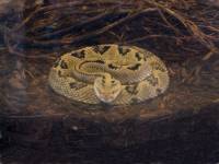 23-neotropical rattler